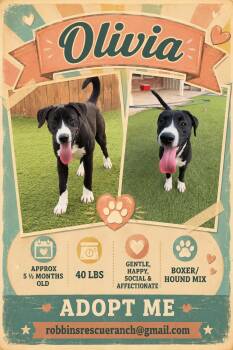 Hound and Boxer Dogs Available for Adoption in Brenham, Texas - Olivia | PetCurious