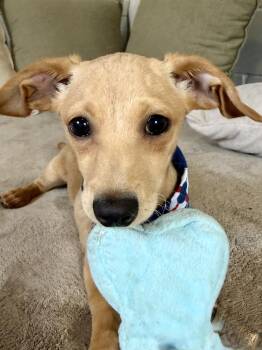 Ragnar -  Dachshund Dog for Adoption in San Leon, Texas - Ragnar | PetCurious