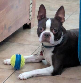 Boston Terrier Dogs Available for Adoption - Rolo | PetCurious