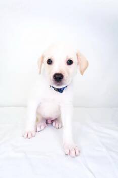 Popsicle -  Great Pyrenees Dog Available for Adoption in Bixby, Oklahoma - Popsicle | PetCurious