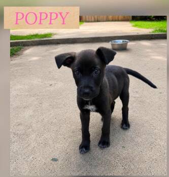 POPPY -  German Shepherd Dog Dog for Adoption in Holbrook, New York - POPPY | PetCurious