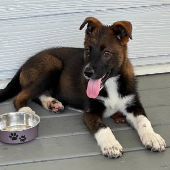 Oreo -  Shepherd Dog for Adoption in Wake Forest, North Carolina - Oreo | PetCurious