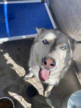 Siberian Husky Dogs Available for Adoption in Victorville, California - Herby | PetCurious