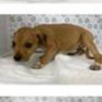 Eevee -  Labrador Retriever and Mixed Breed Dog for Adoption in Clearwater, Florida - Eevee | PetCurious