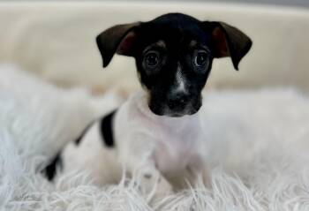 Adrienne -  Rat Terrier and Beagle Dog for Adoption in Lawrenceville, Georgia - Adrienne | PetCurious