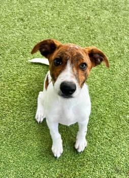 Jorge -  Beagle and Terrier Dog for Adoption in Godfrey, Illinois - Jorge | PetCurious