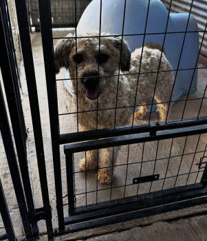 Rescue Goldendoodle Dogs for Adoption in New York, New York - Cookie | PetCurious