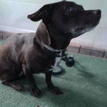 Kimmie - Chino Hills Location -  Dachshund and Mixed Breed Dog for Adoption in Chino Hills, California - Kimmie - Chino Hills Location | PetCurious