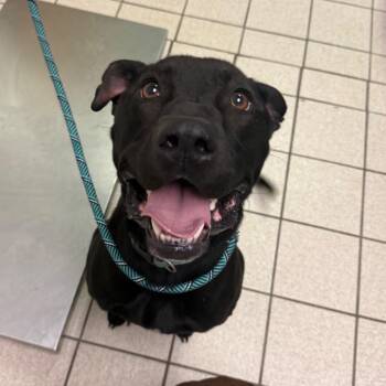 Mixed Breed Dogs Available for Adoption - Shmooter | PetCurious