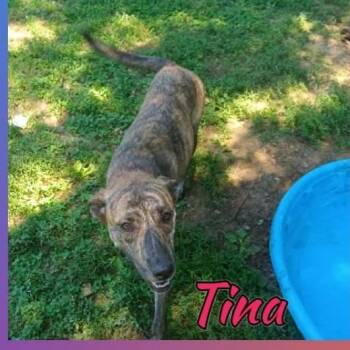 Tina -  Mountain Cur Dog for Adoption in Greenfield, Tennessee - Tina | PetCurious