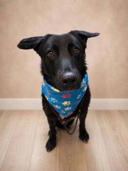 Duke -  Retriever Dog for Adoption in Kansas City, Missouri - Duke | PetCurious