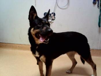 A1049860 -  German Shepherd Dog and Mixed Breed Dog for Adoption in Martinez, California - A1049860 | PetCurious