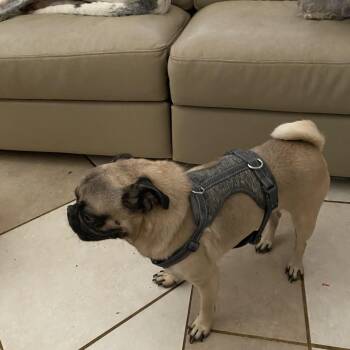 Rescue Pug Dogs for Adoption in Moreno Valley, California - Lucas | PetCurious