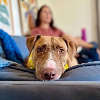 Goldie Golden The Quiet Perfect Companion -  Pit Bull Terrier and Labrador Retriever Dog for Adoption in Friendswood, Texas - Goldie Golden The Quiet Perfect Companion | PetCurious