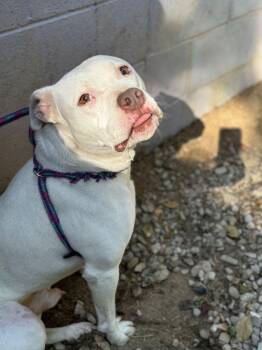 Pit Bull Terrier and Boxer Dogs Available for Adoption - Valentino | PetCurious