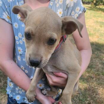 Trouble -  Terrier and Chihuahua Dog for Adoption in Chatham, New Jersey - Trouble | PetCurious