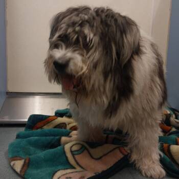 Winter -  Old English Sheepdog Dog for Adoption in Edinburg, Texas - Winter | PetCurious