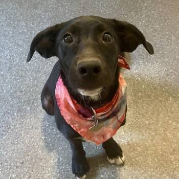 Weezer -  Great Dane and Mixed Breed Dog for Adoption in Metamora, Michigan - Weezer | PetCurious