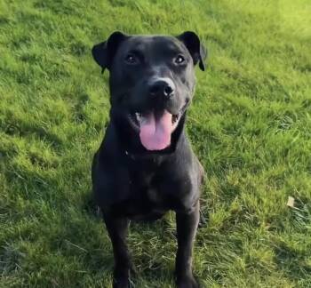 Mug -  Labrador Retriever and Staffordshire Bull Terrier Dog for Adoption in Bloomfield Hills, Michigan - Mug | PetCurious