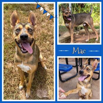 Rescue German Shepherd Dog Dogs for Adoption in Wedowee, Alabama - Mac | PetCurious
