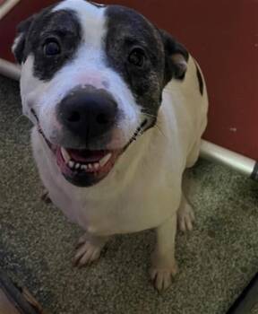 Mixed Breed Dogs Available for Adoption - TORAN | PetCurious