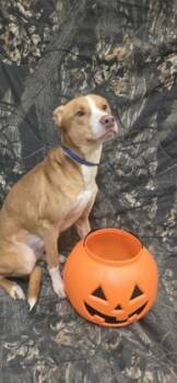 Rescue Mixed Breed Dogs for Adoption in Reidsville, North Carolina - Taz | PetCurious