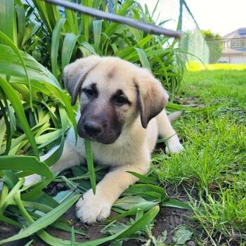Great Pyrenees and Mixed Breed Dogs Available for Adoption in Shorewood, Illinois - Arden | PetCurious