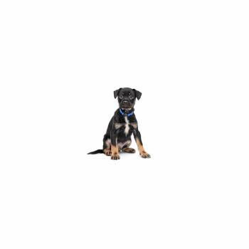 Raul Jimenez -  Mixed Breed Dog for Adoption in Los Angeles, California - Raul Jimenez | PetCurious