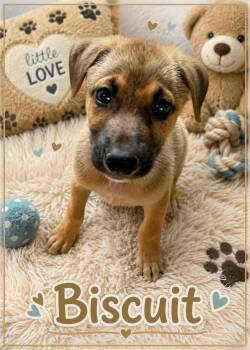 Biscuit -  German Shepherd Dog Dog for Adoption in Park Forest, Illinois - Biscuit | PetCurious