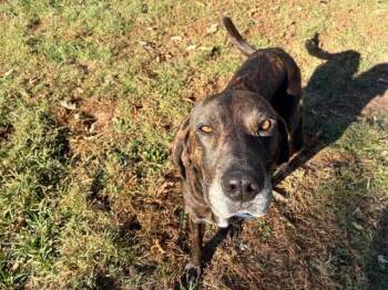Rose -  Plott Hound Dog for Adoption in Mason City, Illinois - Rose | PetCurious