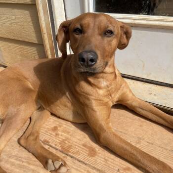 Rescue Mixed Breed Dogs for Adoption in Cartersville, Georgia - Riley | PetCurious