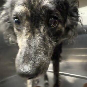 Bella -  Poodle and Mixed Breed Dog for Adoption in Abilene, Texas - Bella | PetCurious