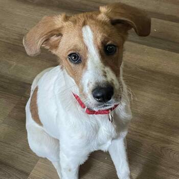 Rescue Mixed Breed Dogs for Adoption in Buffalo, Minnesota - Grayson | PetCurious