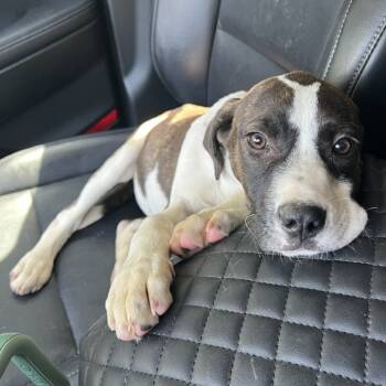 Rescue Mixed Breed Dogs for Adoption in Savannah, Georgia - Zula | PetCurious