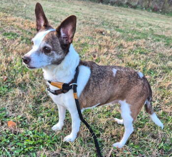Rescue Chihuahua and Terrier Dogs for Adoption - Petunia | PetCurious