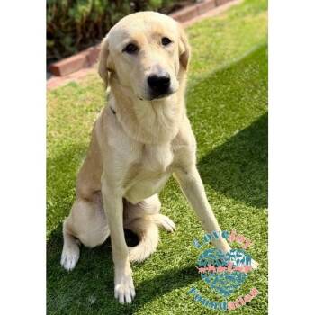 Moon RB -  Labrador Retriever Dog for Adoption in Inglewood, California - Moon RB | PetCurious