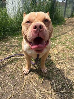 Flintstone -  Pit Bull Terrier Dog for Adoption in Chicago, Illinois - Flintstone | PetCurious