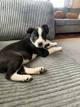 Pit Bull Terrier Dogs Available for Adoption - Imogene | PetCurious