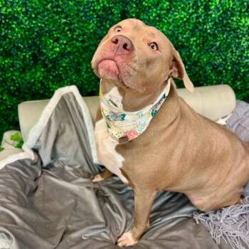 Ava -  Pit Bull Terrier Dog for Adoption in East St. Louis, Illinois - Ava | PetCurious