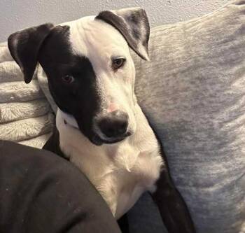 Oliver -  American Staffordshire Terrier Dog for Adoption in Inez, Texas - Oliver | PetCurious