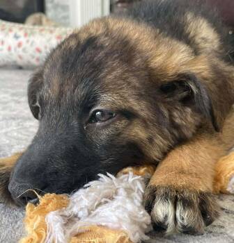 Shepherd and Black Labrador Retriever Dogs Available for Adoption - CUDDLE BEAR | PetCurious