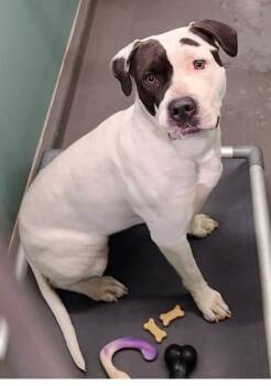 Franny -  Pit Bull Terrier Dog for Adoption in Butte, Montana - Franny | PetCurious