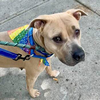 Maude Pie -  American Staffordshire Terrier Dog for Adoption in New York, New York - Maude Pie | PetCurious