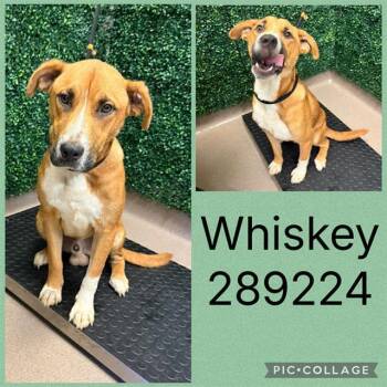 WHISKEY -  Mixed Breed Dog for Adoption in Macon, Georgia - WHISKEY | PetCurious