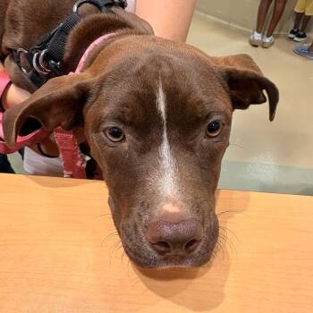 Raquel -  Mixed Breed Dog for Adoption in Winston-salem, North Carolina - Raquel | PetCurious
