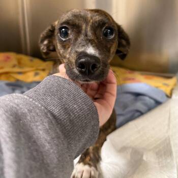 Elsa -  Chihuahua and Terrier Dog for Adoption in Bloomfield, Connecticut - Elsa | PetCurious