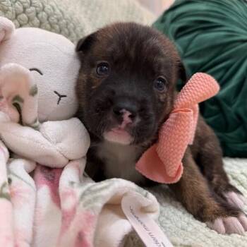 Meadow Rainbow -  Pit Bull Terrier and Staffordshire Bull Terrier Dog for Adoption in Friendswood, Texas - Meadow Rainbow | PetCurious