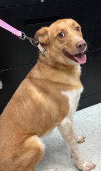 Shasta -  Mixed Breed Dog for Adoption in Rock Springs, Wyoming - Shasta | PetCurious