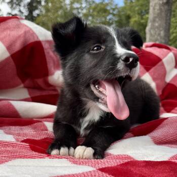 Rescue Australian Cattle Dog Blue Heeler and Australian Shepherd Dogs for Adoption in Houston, Texas - Stevie | PetCurious