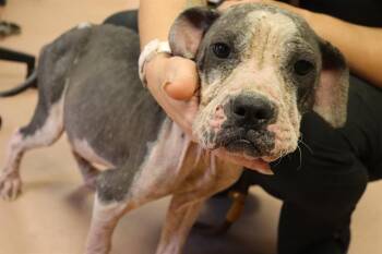 Rescue Mixed Breed Dogs for Adoption in Columbia, South Carolina - FRITO | PetCurious